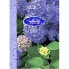 Click here to buy Paradise Found Mini Address Book by  Rebecca Cole.