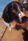 Dogs Up Close (Tiny Folio)
