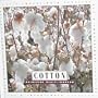 Cotton (Let's Investigate)
