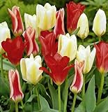 Valentine Mix Emperor Tulips 20 Bulbs - Foolproof!