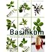 Basilikum: Viel mehr als ein K�chengew�rz