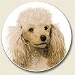 AutoCoaster ~ Poodle ~ Tile Drink Coaster for car cupholder - code 839