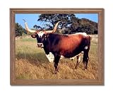 Texas Longhorn Steer Cattle Home Decor Wall Picture Oak Framed Art Print