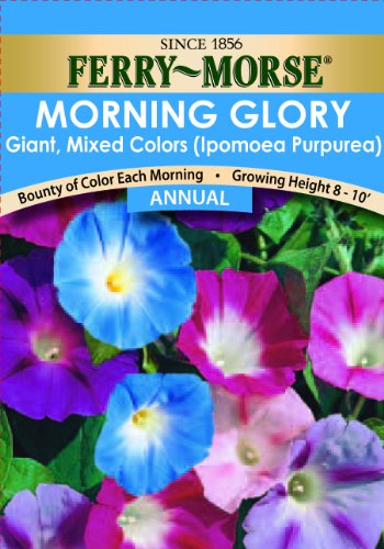 Ferry-Morse 1094 Morning Glory Seeds, Giant Mixed Color (1.5 Gram Packet)