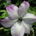 Sympathy Gifts-Clematis Fond Memories