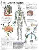 The Lymphatic System chart