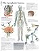 The Lymphatic System chart: Laminated Wall Chart