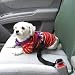 DOG SEAT BELT LEAD CLIP HARNESS * Designed for all dogs, big or small *