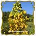 1 Oz Wild Senna (Senna hebecarpa) Bulk Wildflower Seeds