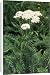 Canvas Prints of JPF-11954 YARROW - in flower from Ardea Wildlife Pets