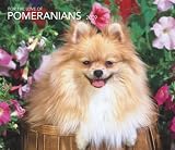 Pomeranians, For the Love of 2009 Deluxe Wall Calendar