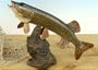 Land & Sea 16" Fiberglass Northern Pike Statue
