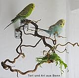 Sensationeller Korkenzieher Naturast mit vielen Sitzstangen f�r Wellensittich & Co.