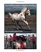 How to Identify and Release Your Horse's Pain Points: An Owner's Guide