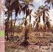 Seychelles: Forgotten Music of the Islands