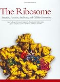 The Ribosome: Structure, Function, Antibiotics and Cellular Interactions