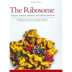 The Ribosome: Structure, Function, Antibiotics and Cellular Interactions
