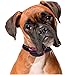 Small Dog Collar | Barking Collars for Small Dogs | Bark Control Collars for Dogs | Bark Collar for Small Dogs | Anti Barking Collar for Dogs | Dog Vibration Collar