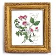 Sweet Pea Blossoms - Gold Frame Magnet with pop-out easel (2-3/4" x 2-1/2")
