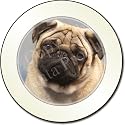 FAWN PUG DOG Tax Disc Holder