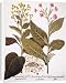 Canvas Prints of TOBACCO RUSTICA, 1613. Yellow-flowered wild tobacco (Nicotiana rustica), left, from Granger Art on Demand