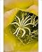 Photographic Prints of Torch Cactus (Hybrid) - not native to Arizona, under cultivation from Ardea Wildlife Pets