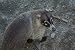 Coati Taxidermy Photo Reference CD