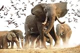Steve Bloom: Elephant Herd - Nature Poster (Size: 36