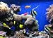 The Complete Aquarium and Fish Care Tactics Guide