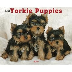 Just Yorkie Puppies 2010 Calendar (Calendar)