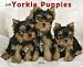 Just Yorkie Puppies 2010 Calendar