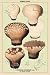 Art Poster, Edible Fungi: Cup Shaped Puff-Ball - 18.75 x 27.5
