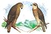 Art Poster, Hen Hawk and Swainson's Hawk - 27.5 x 18.75