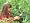 Fiskars 7936 PowerGear Pruner