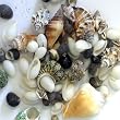muscheln basteln