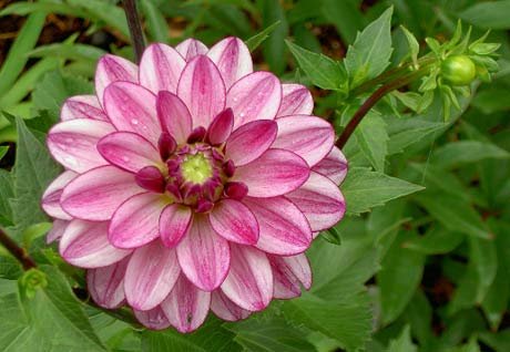 'Seduction' Decorative Dahlia - #1 Size Tubers - Fuchsia/White