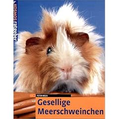 Gesellige Meerschweinchen