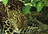 Leopard Rest - Majestic 1500 Piece Wooden Jigsaw