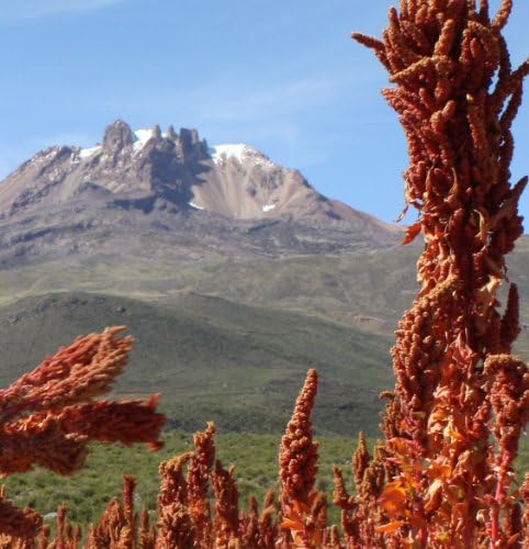 250 Heirloom Red Quinoa Seeds