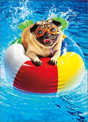 Pug On Beach Ball Funny Dog Birthday Card