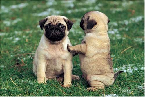 See Pug 1000 Piece Jigsaw Puzzle