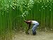 Farmer Harvesting Jute, Tangail,Dhaka, Bangladesh Photographic Poster Print by Richard I'Anson, 16x12