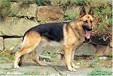 German Shepherd 1000 Piece Jigsaw Puzzle (07)