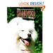 The Samoyed Today