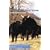 The Secret Life of Cows