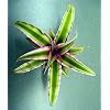 Pink Earth Star Plant - Cryptanthus - Easy to Grow