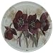 Teapot Stand- Burgundy Poppies (16cm Dia)