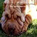 The Everything Dog Training and Tricks Book