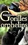 Gorilles orphelins