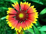Amazon / Hirts: Seed; Perennial: Blanket Flower - 50 Seeds, 300mg - Gaillardia